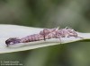 šidélko - svlečka (Vážky), Zygoptera sp. (Odonata)